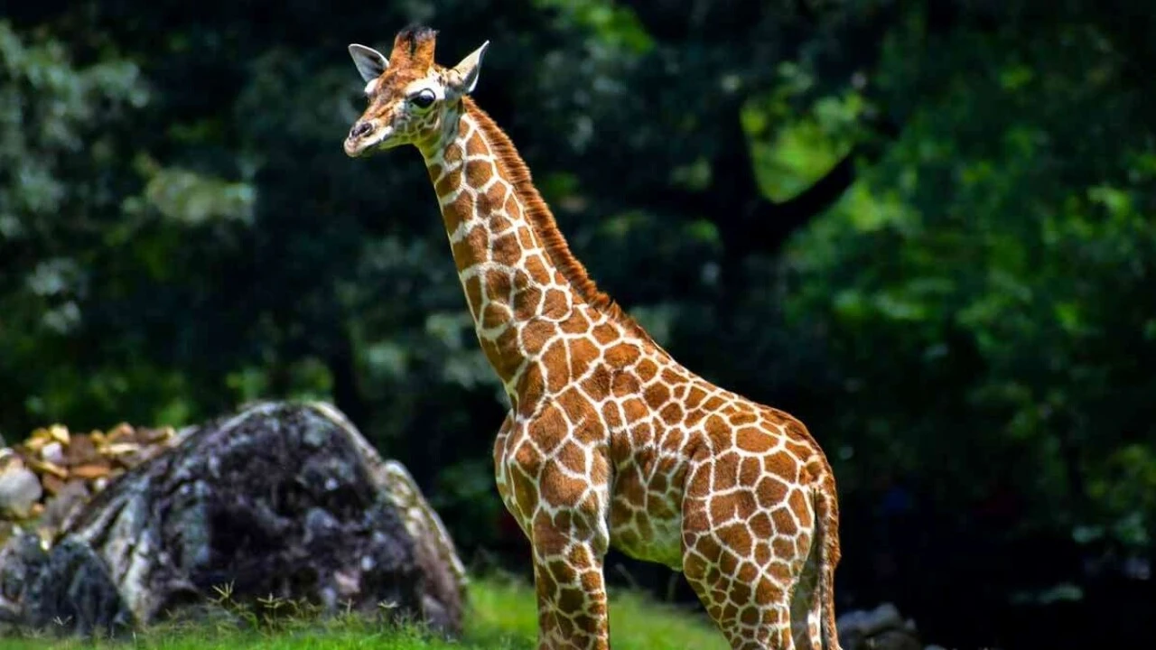 Image showing Giraffe's sudden death shocks zoo staff